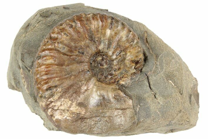 Cretaceous Fossil Ammonite (Jeletzkytes) - South Dakota #189337